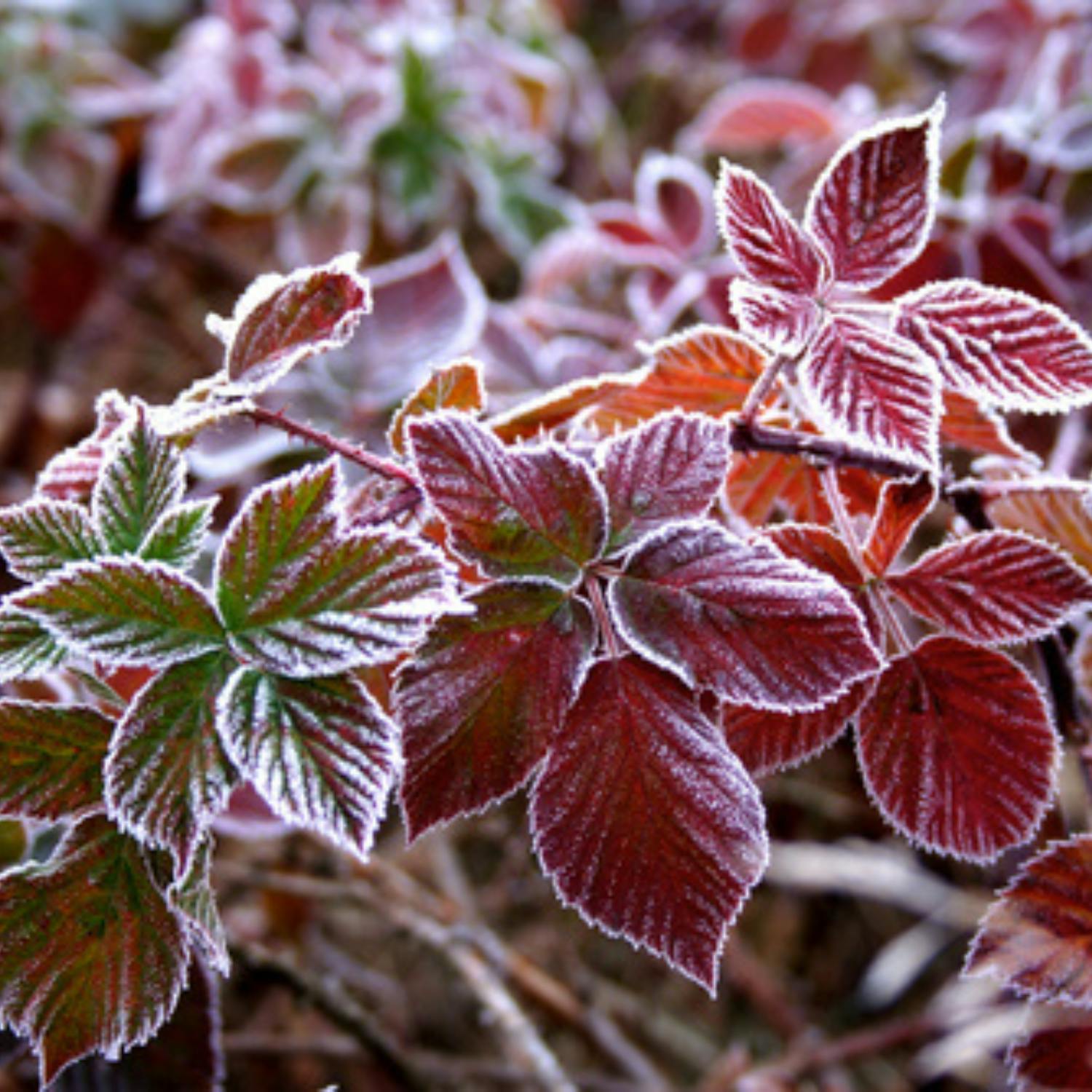 Gardening: Some indoor gardening during this cold spell