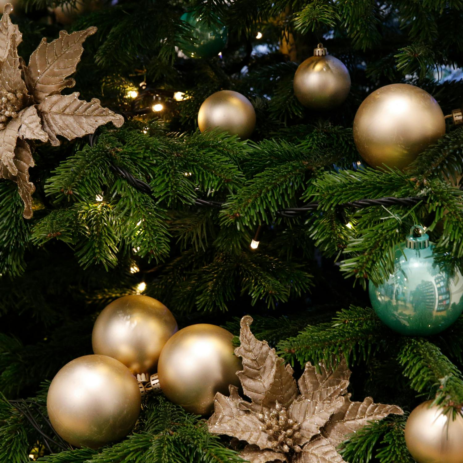 Gardening: Picking the perfect Christmas tree