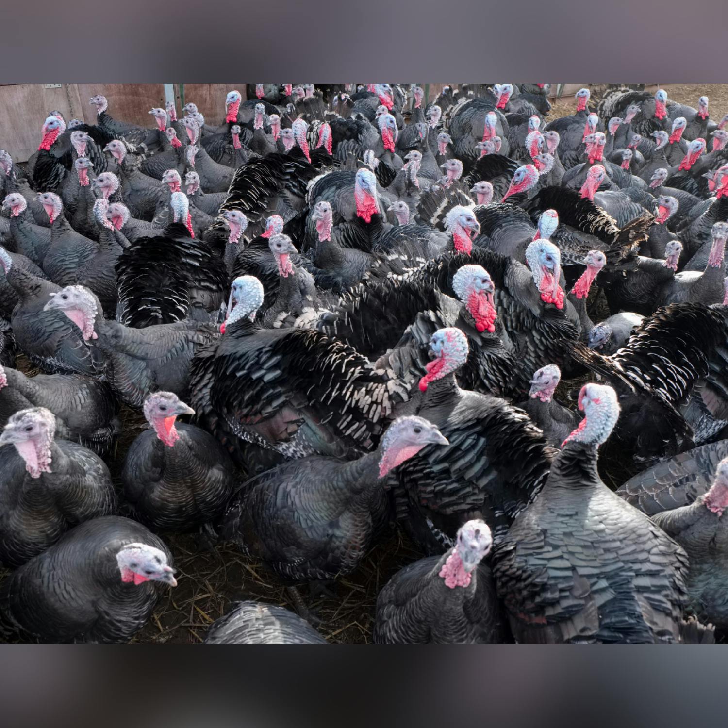 Will bird flu impact Christmas?