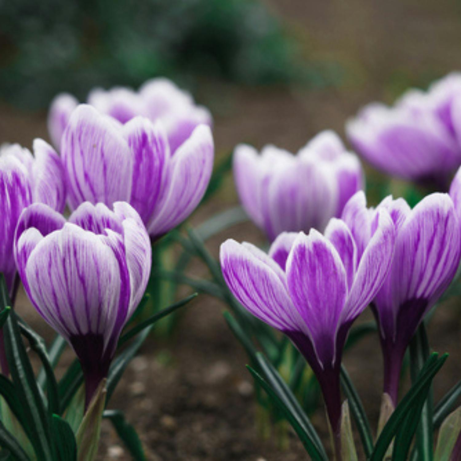 Gardening jobs for over the Easter break