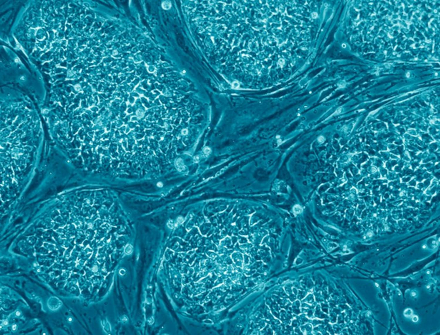 Futureproof Extra: The Human Cell Atlas episode artwork