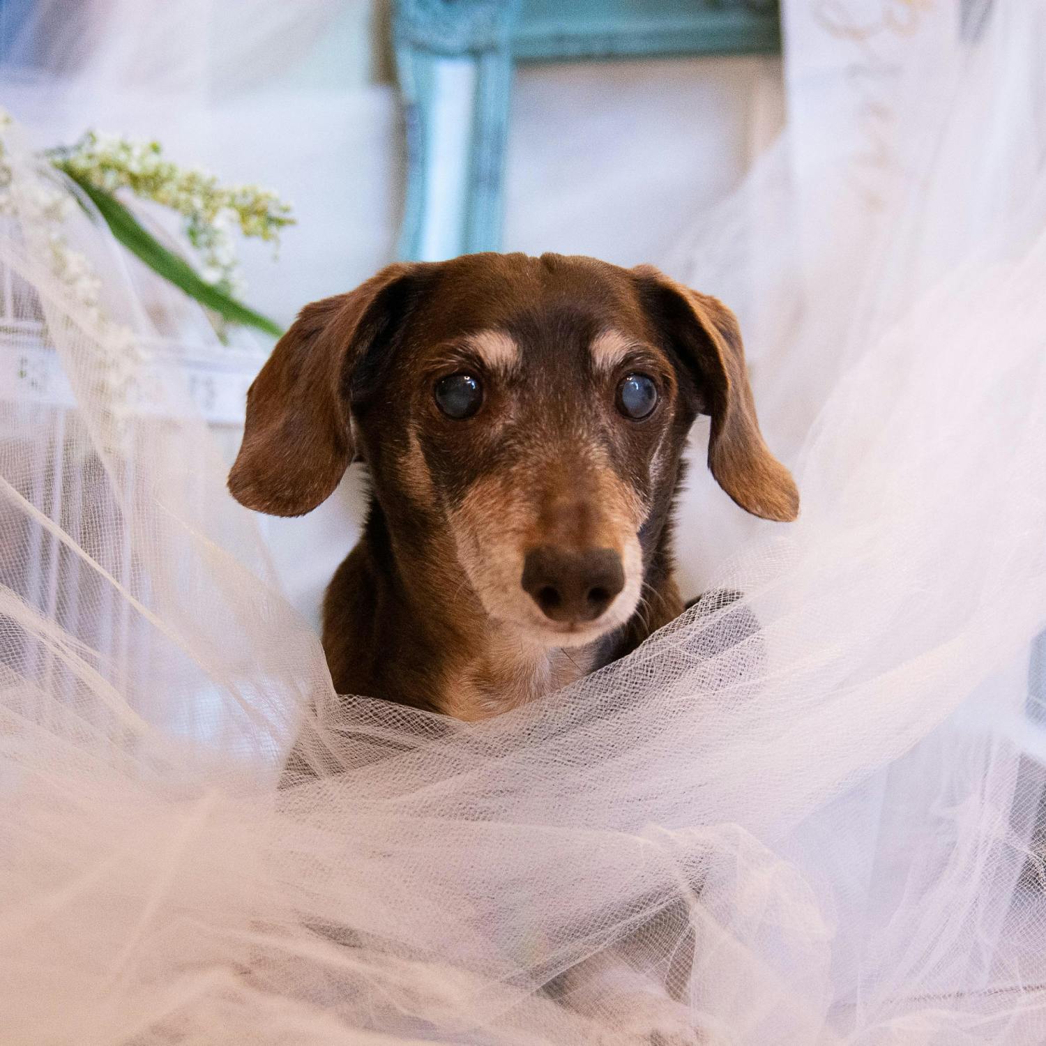 Would you get a dog wedding chaperone? Would you get a dog wedding chaperone?