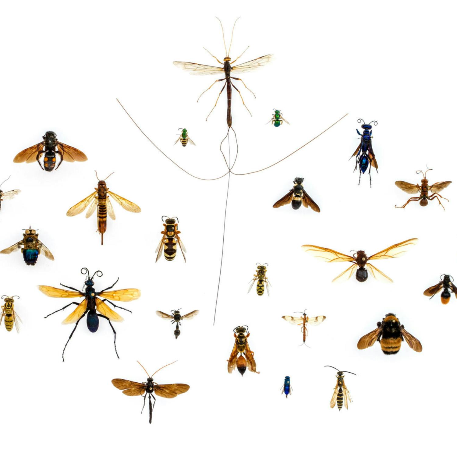 One-third of insects are under threat of extinction