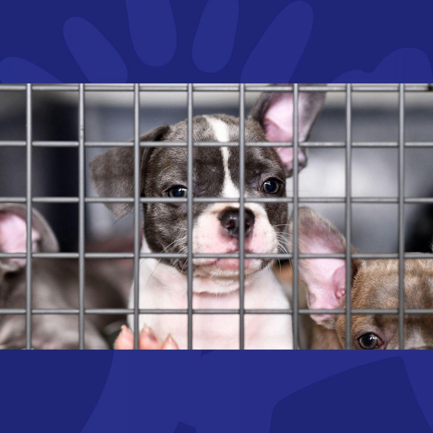 How Can We Tackle Puppy Farms? How Can We Tackle Puppy Farms?