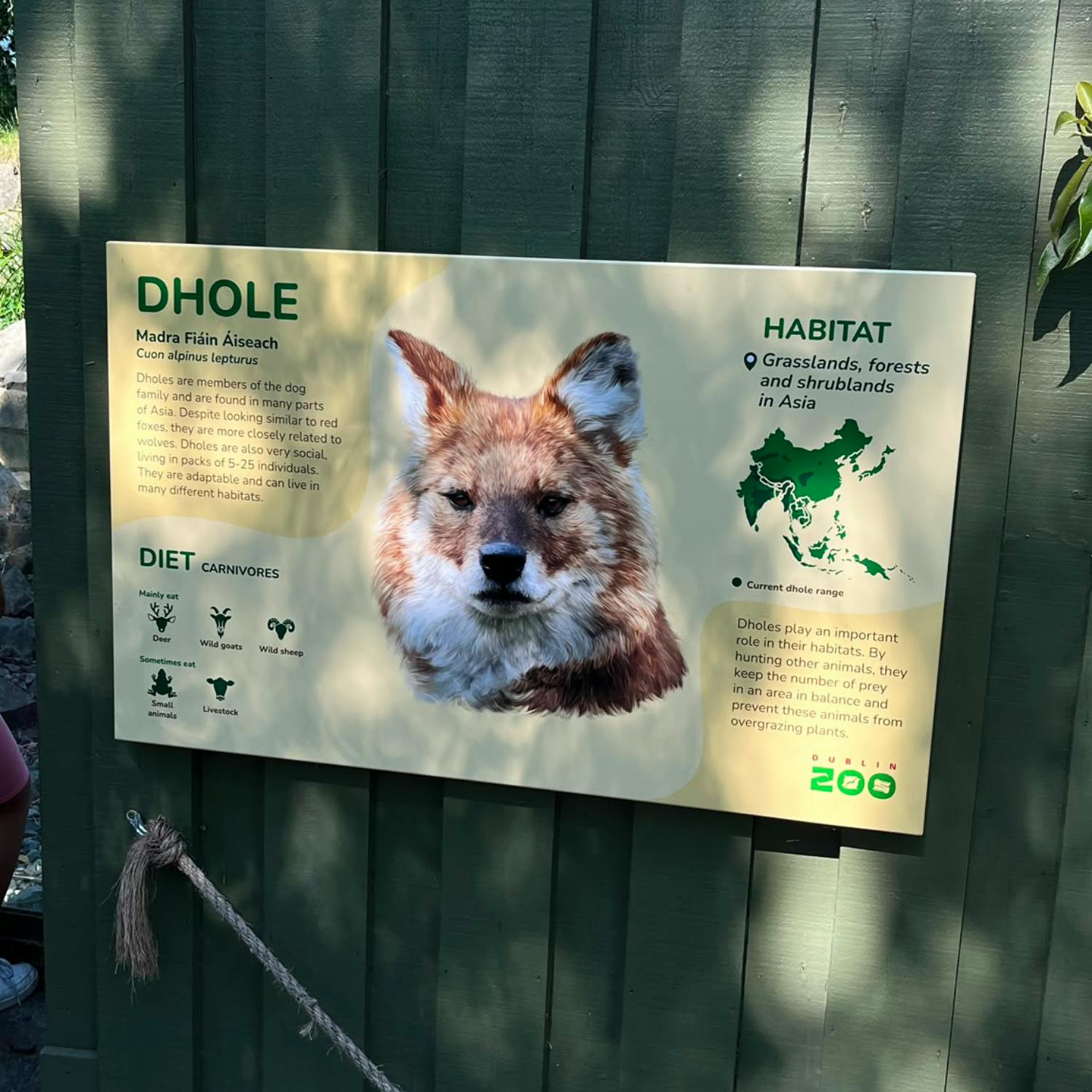 Dublin Zoo in the heatwave - Henry McKean Reports episode artwork