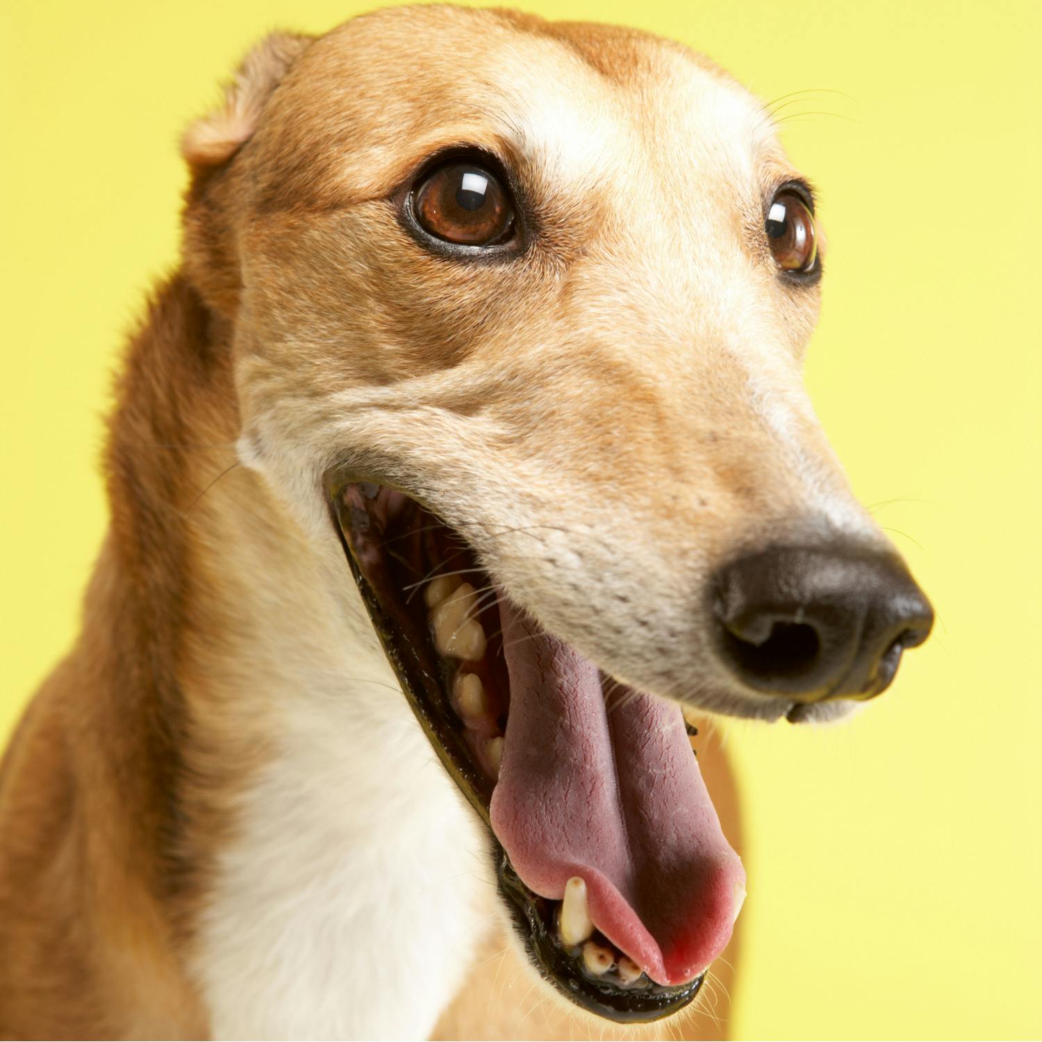 So You Think You're an Adult: My girlfriends dog watches us having sex Image