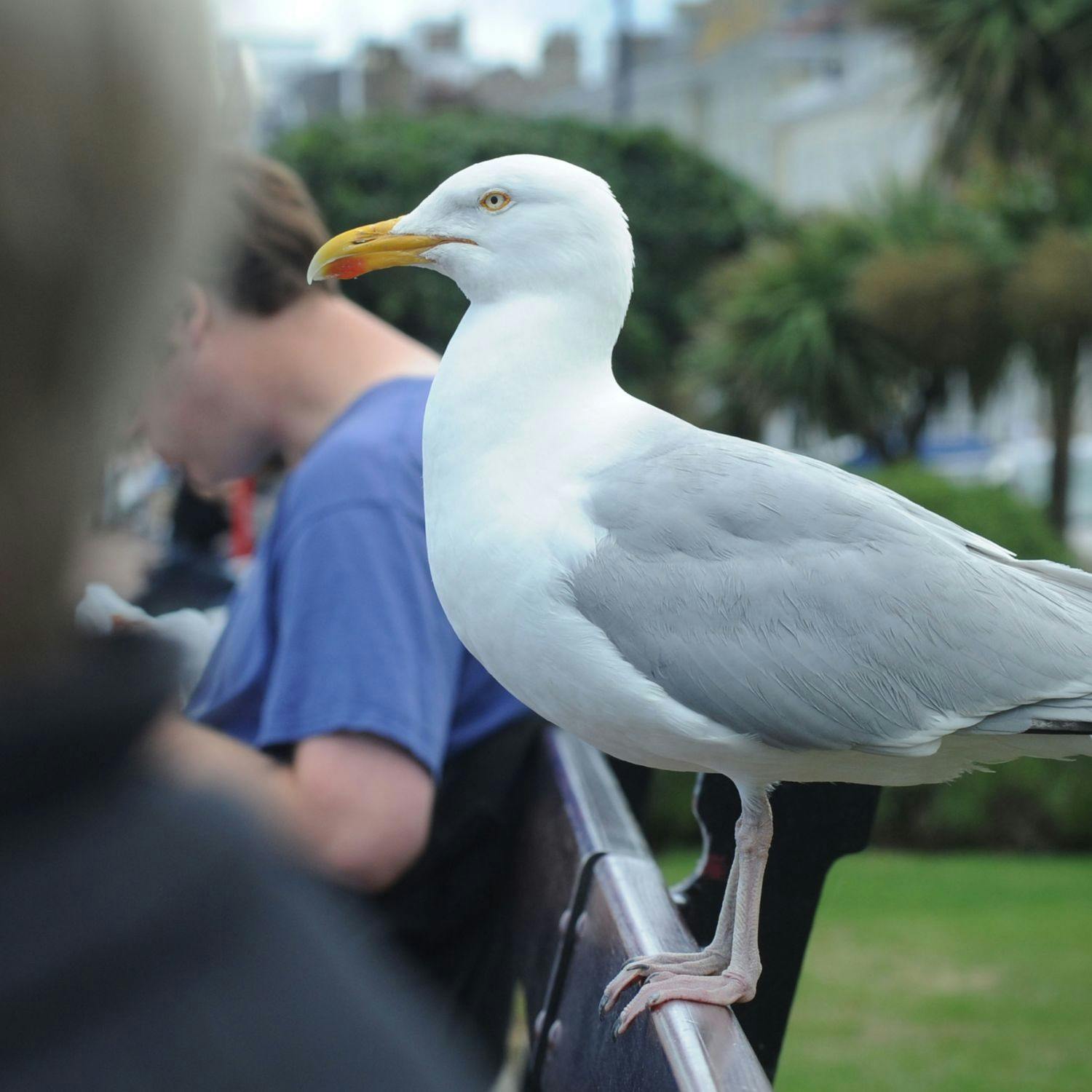 cover of episode Fianna Fáil Councillor says 'a cull should be examined' for seagulls