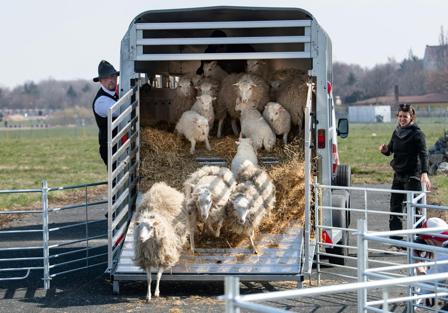 Farming: The Ewes had their 20 Week Scan episode artwork