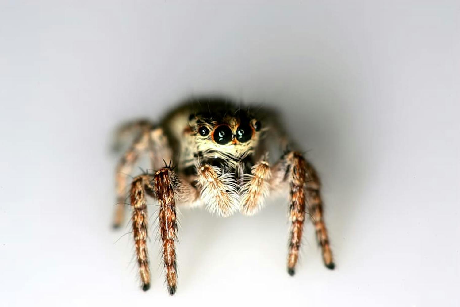 So, You Think You're an Adult: "I don’t like my girlfriend’s pet spider"
