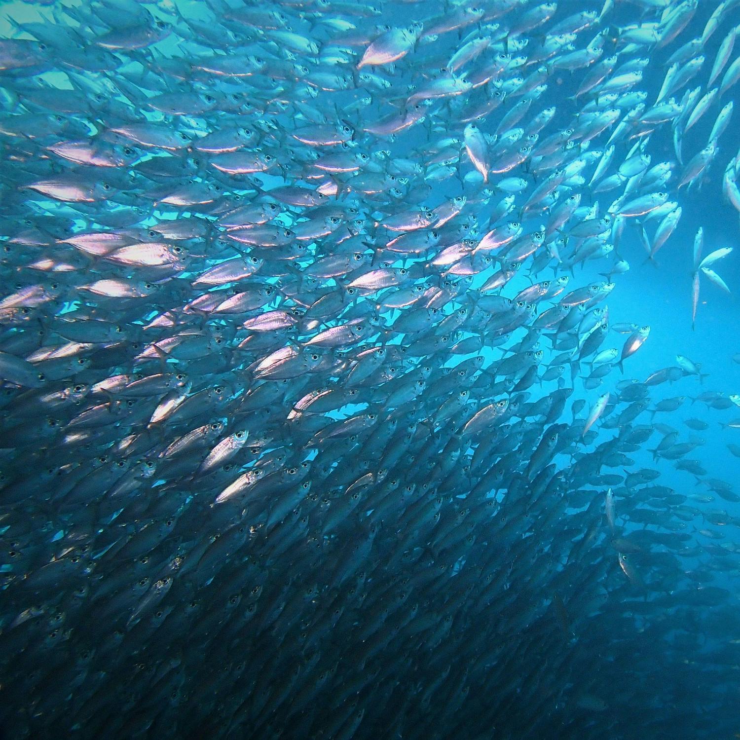 cover of episode Wild Irish sardines is the catch for Shine's Seafood in Donegal