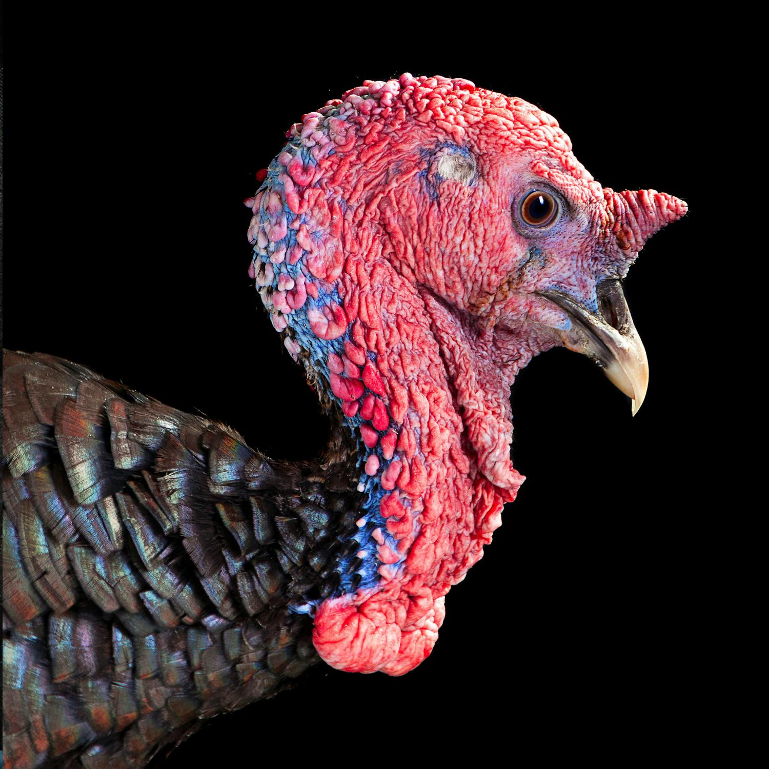 Another outbreak of bird flu on a commercial turkey farm Another outbreak of bird flu on a commercial turkey farm