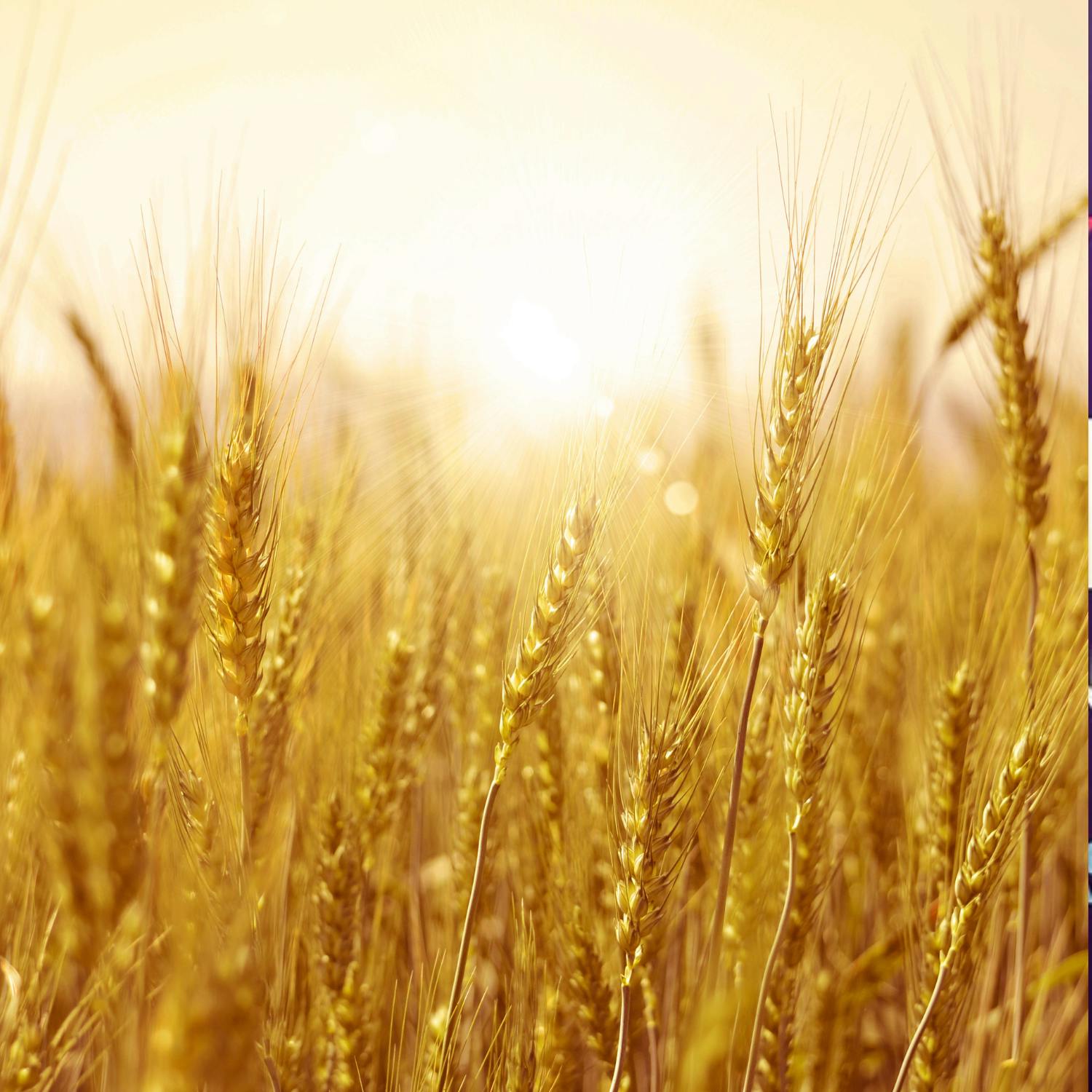 A wheat plant capable of producing its own fertiliser