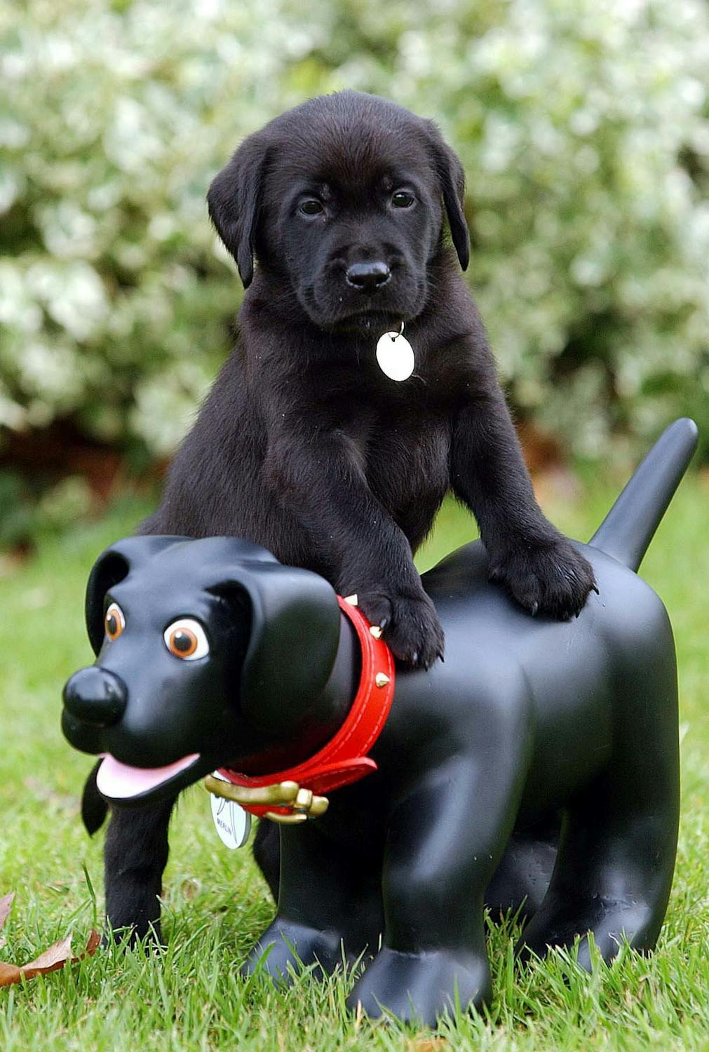 Pete The Vet On Picking The Right Food For Your Pet Pete The Vet On Picking The Right Food For Your Pet