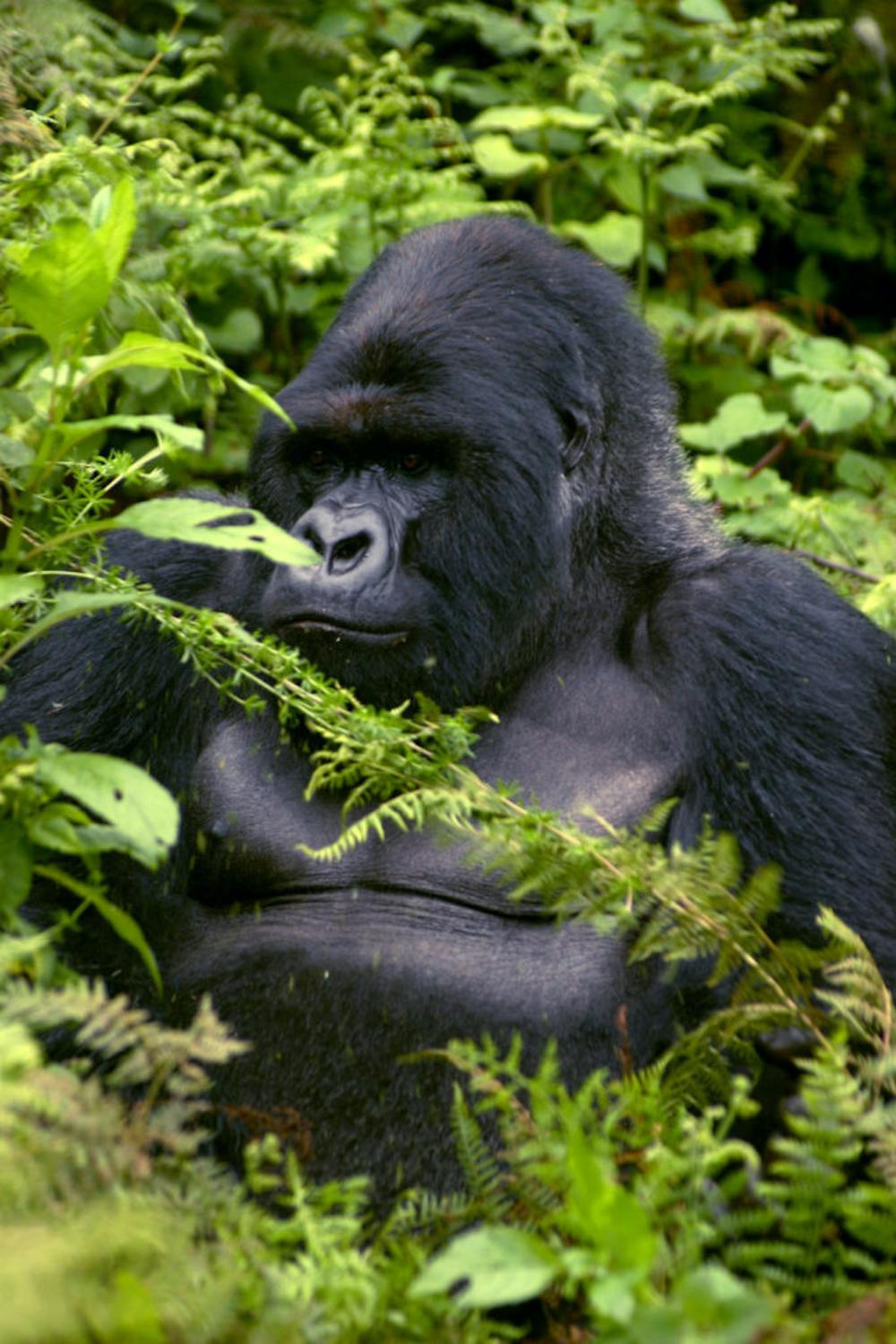 Futureproof Extra: In the Midst of Gorillas episode artwork