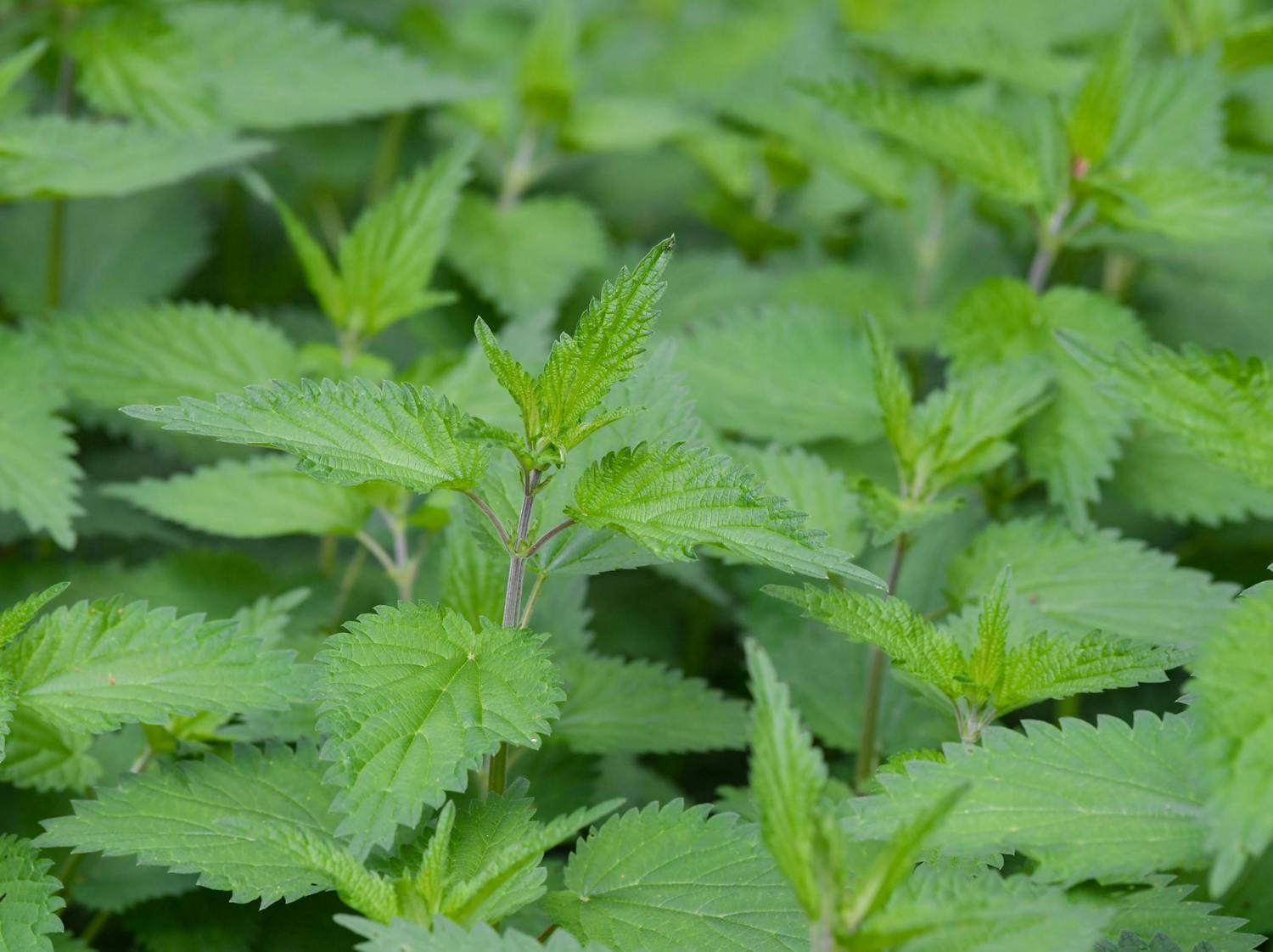 Tell Me Why: I am not immune to Nettle Stings? episode artwork