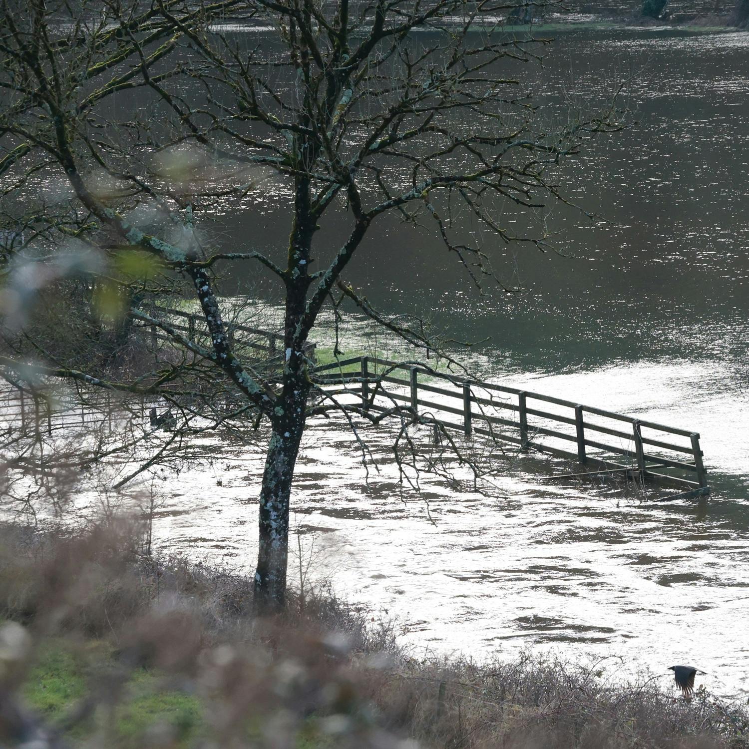 How nature-based solutions could help ease the impact of flooding episode artwork