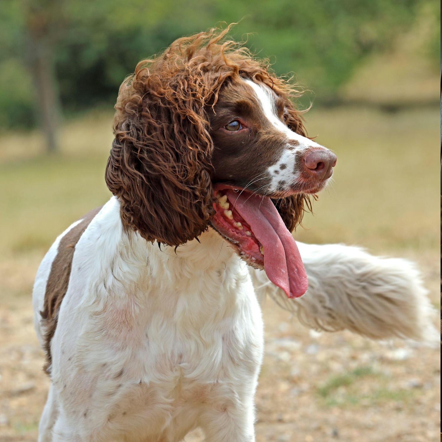 Calls for tougher sentencing for dog theft