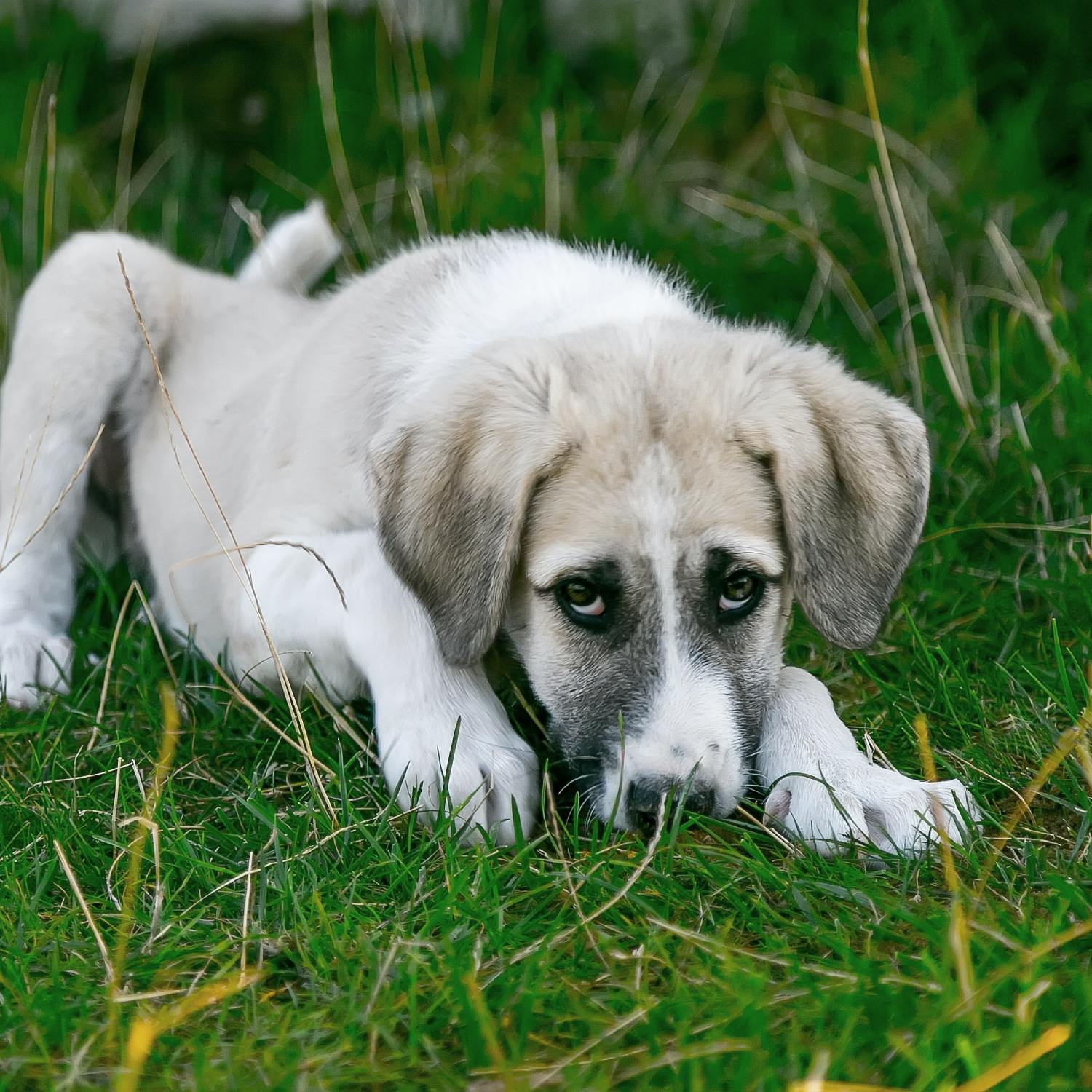 Is pet grief taken seriously enough?