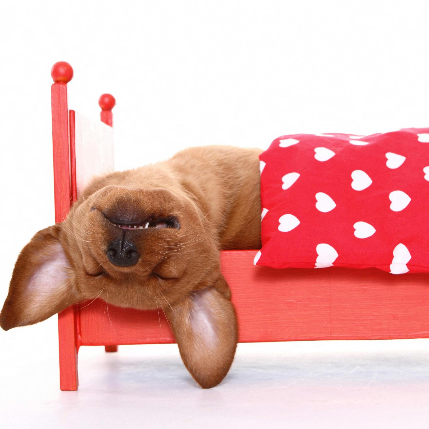 Is it bad to sleep with your pet?