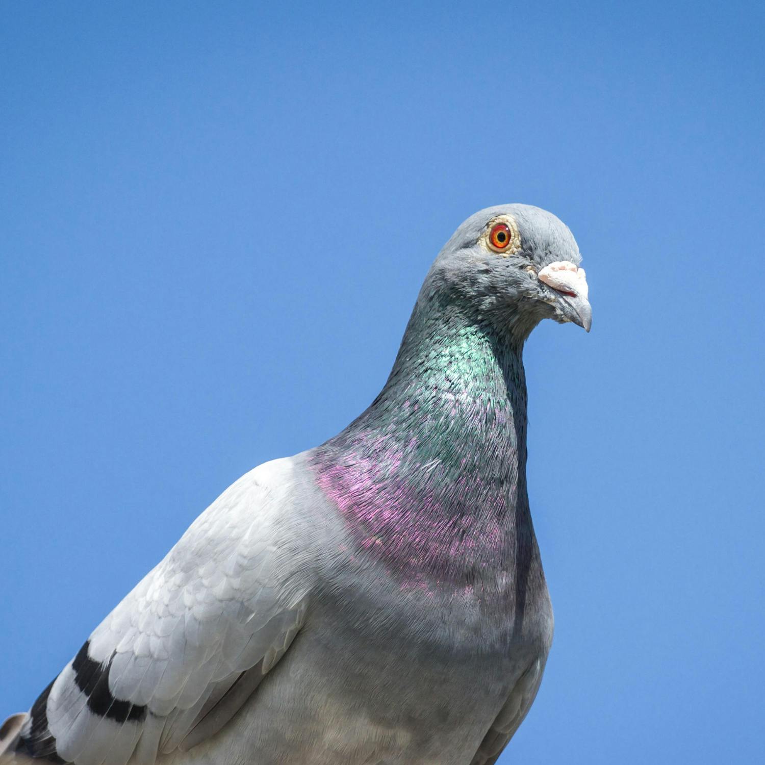Barcelona is putting pigeons on the pill Barcelona is putting pigeons on the pill