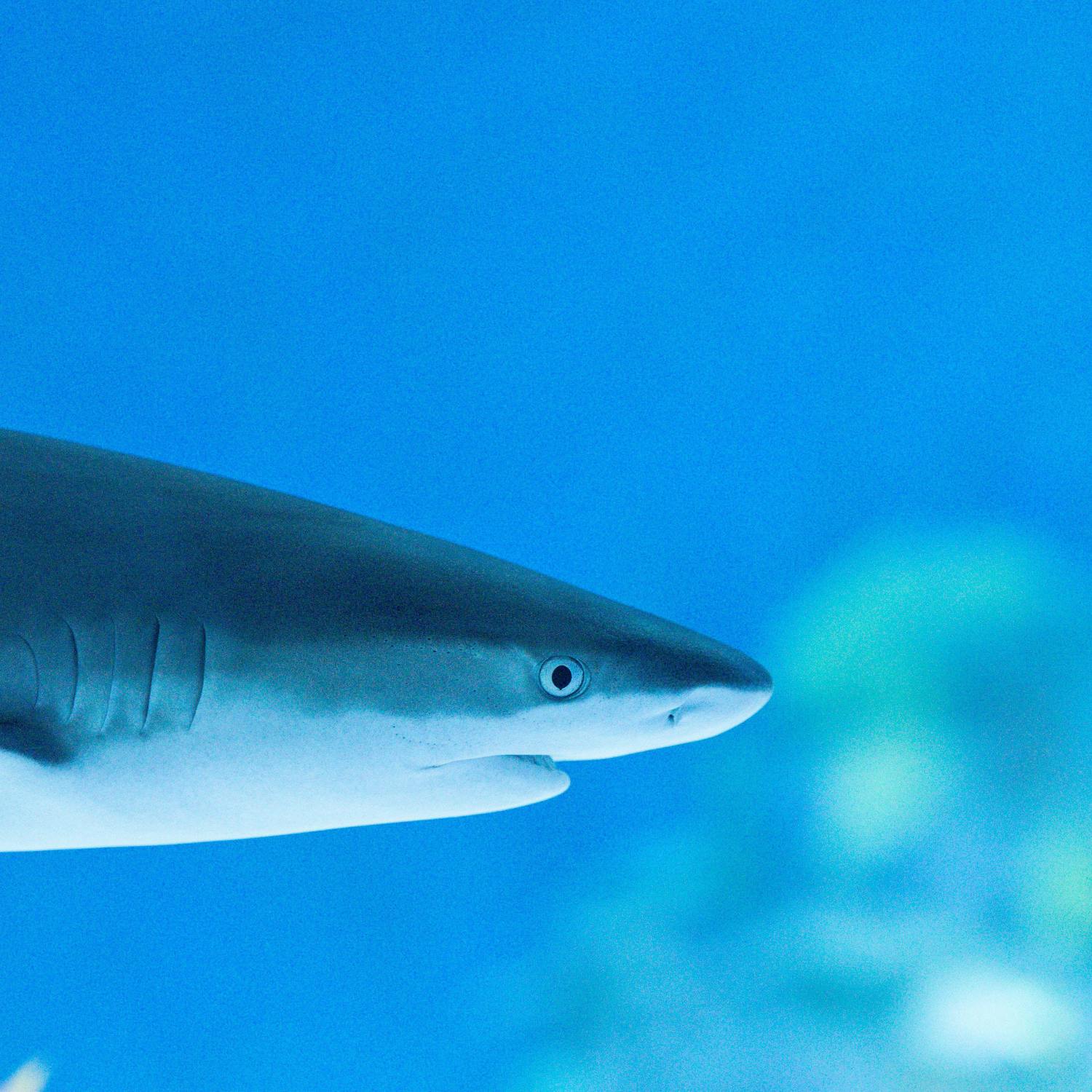 Are people getting to close to ocean sharks?