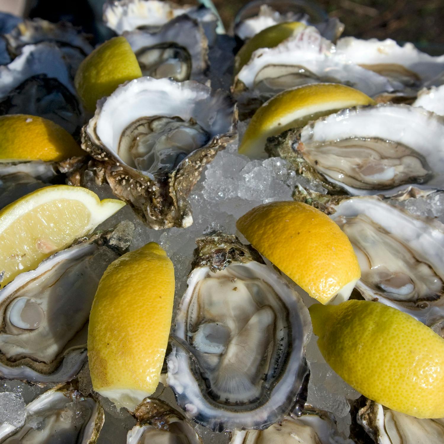 Waterford Oyster farm  has 70% of their oysters dying episode artwork