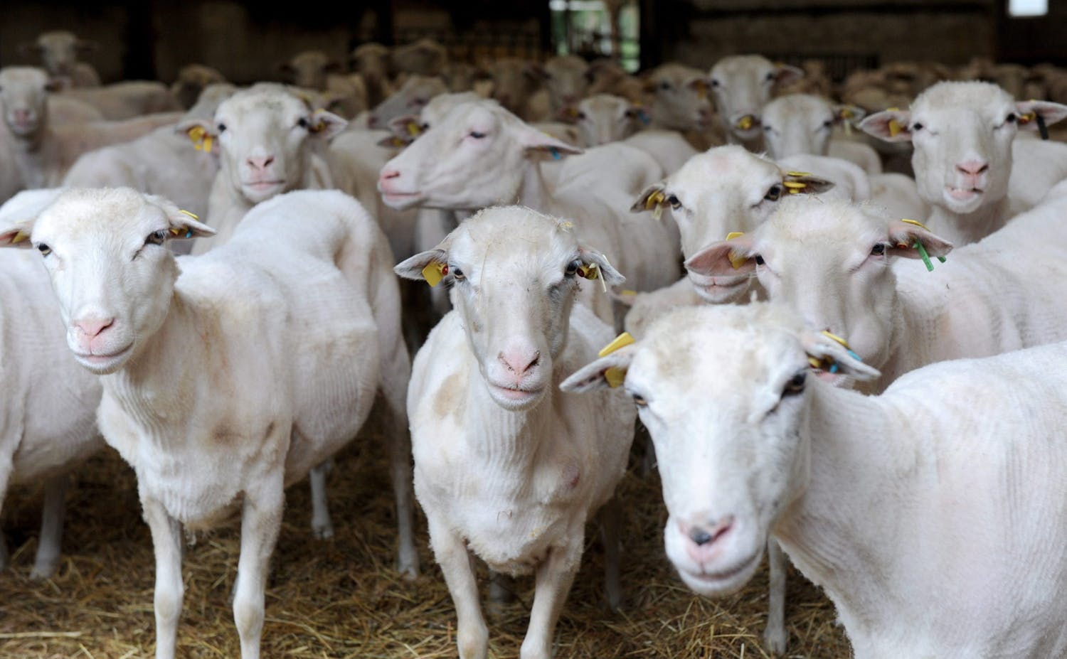 Farming with Mairead Lavery