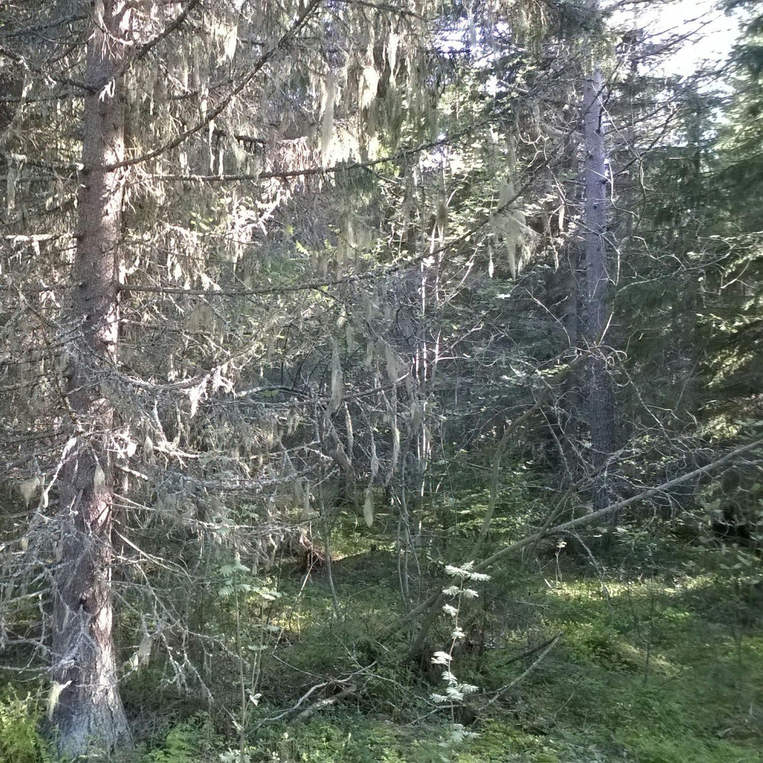 Kaikki kuutoset metsään episode artwork