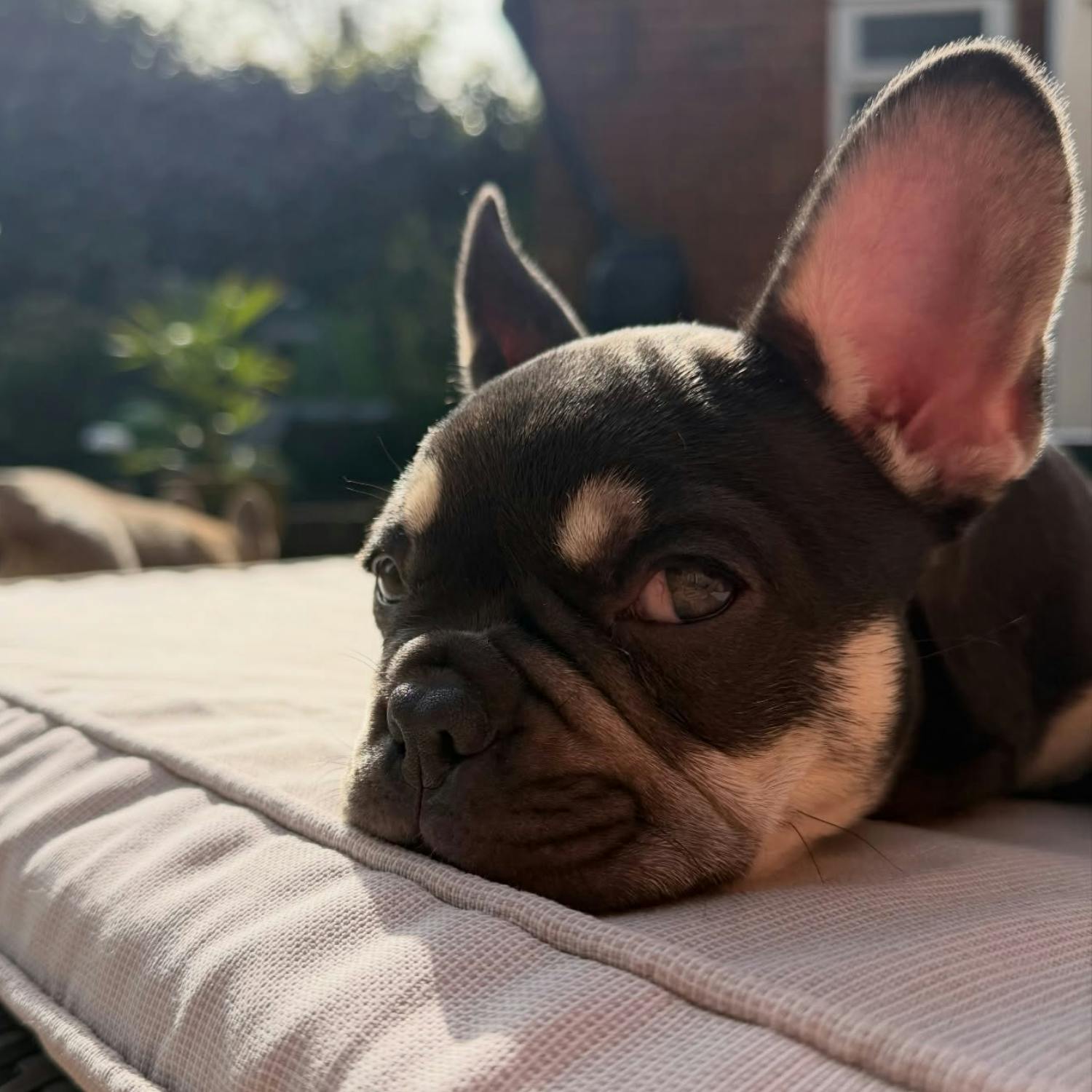 Carpenter quits to be his dog’s social media manager!