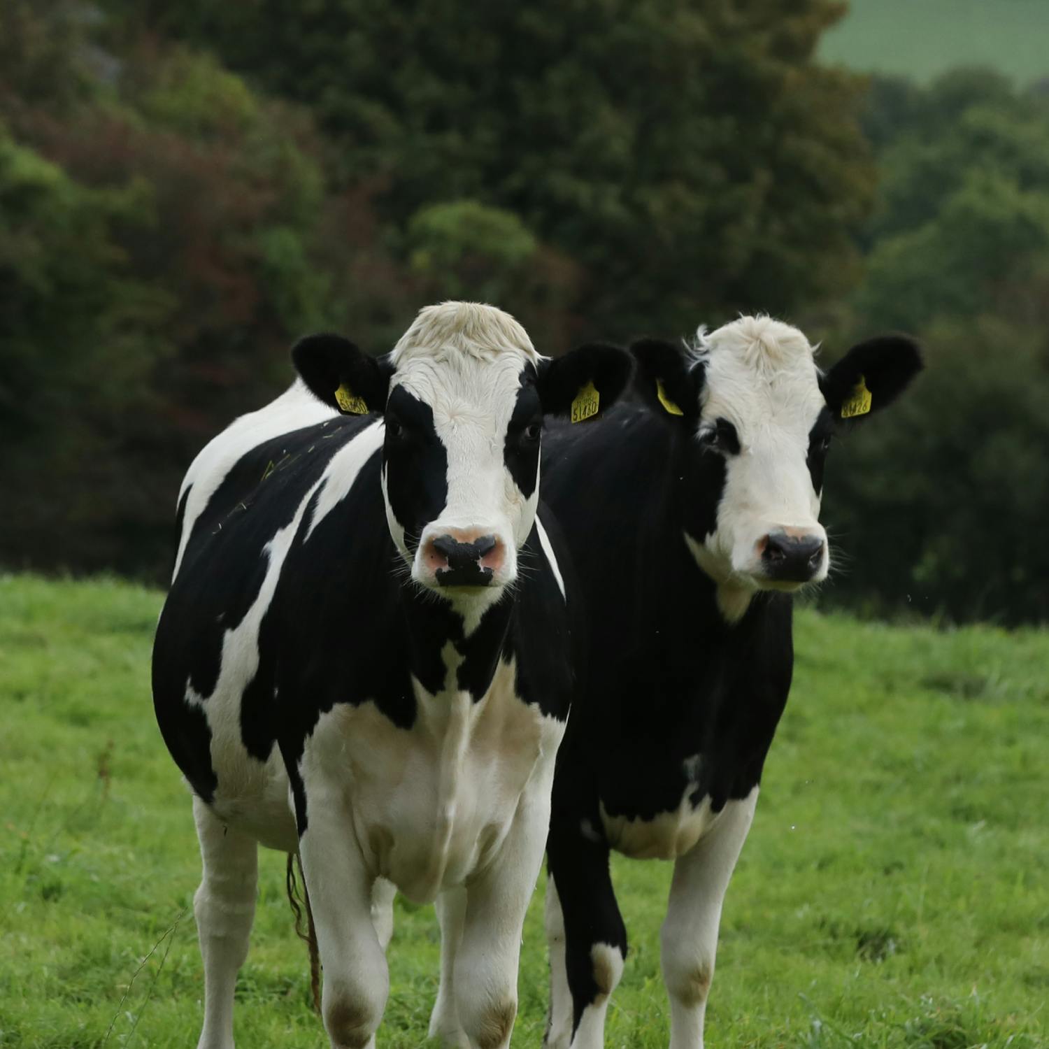 So You Think You’re an Adult: I need a farmer soulmate!