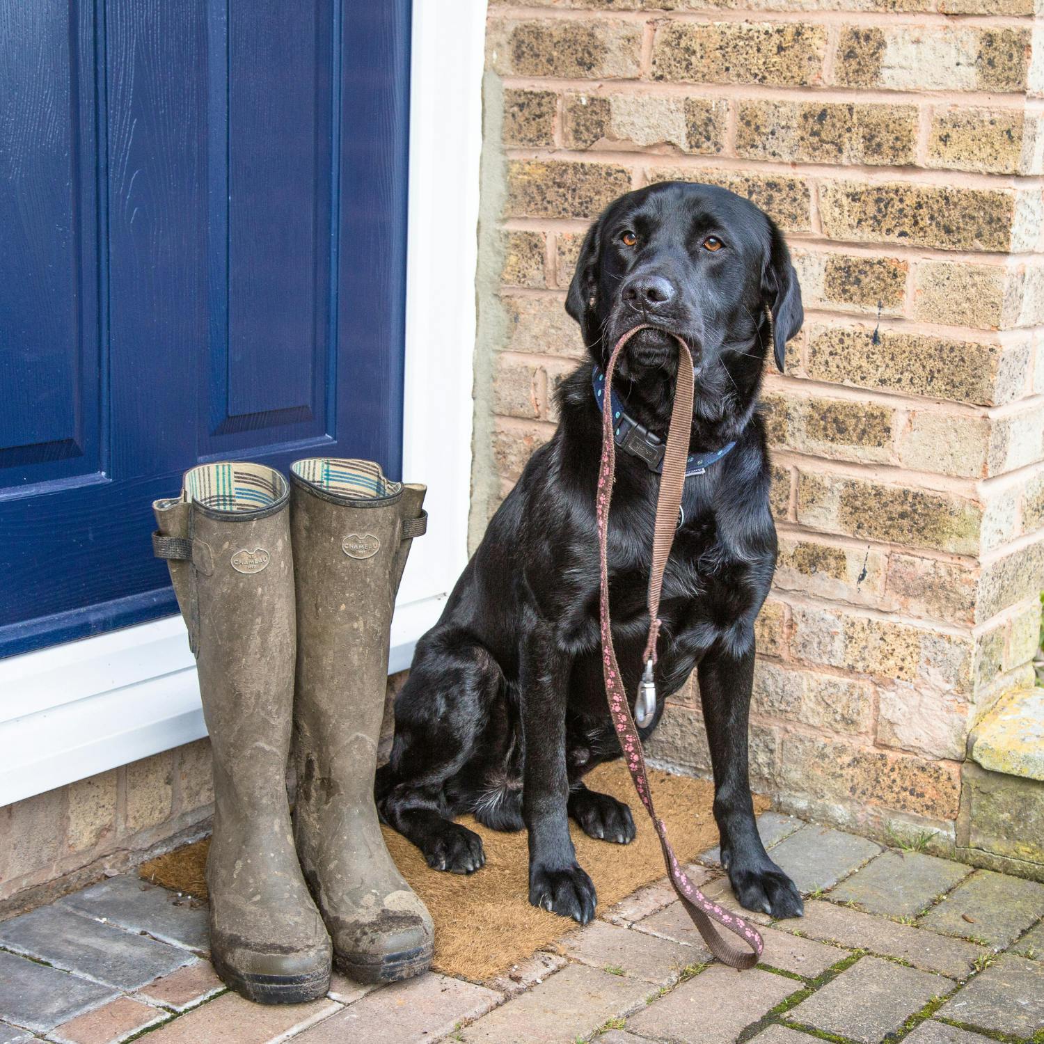 Should dog leads be mandatory in public spaces?