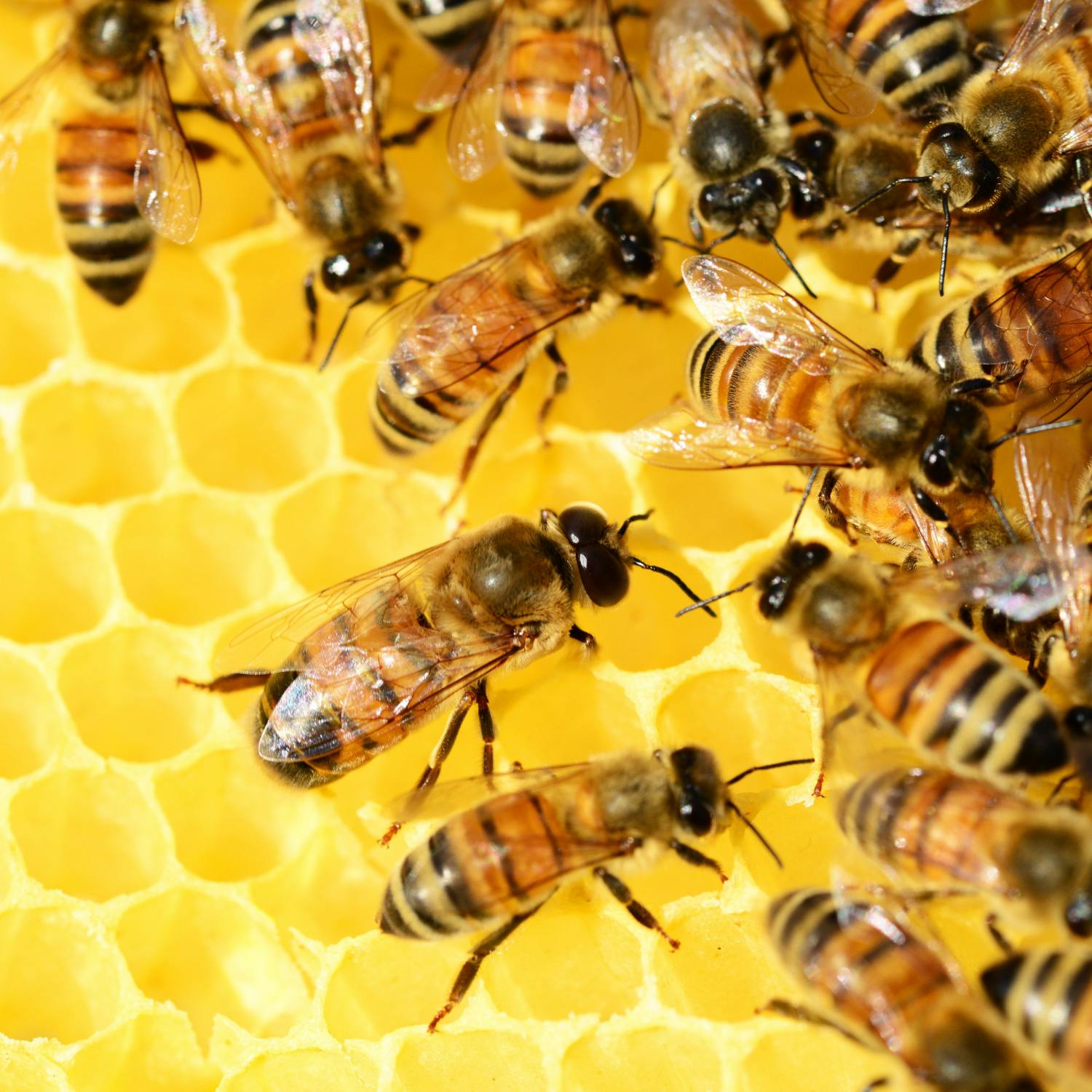 Why did early medieval Ireland have laws for bees? episode artwork