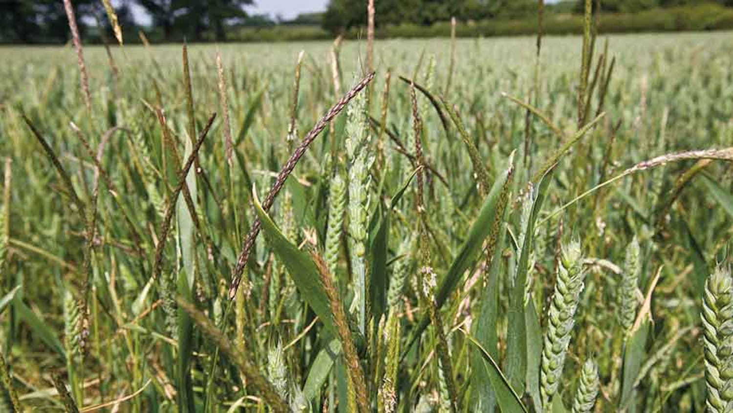 Farming: Black Grass, It's Very Invasive episode artwork