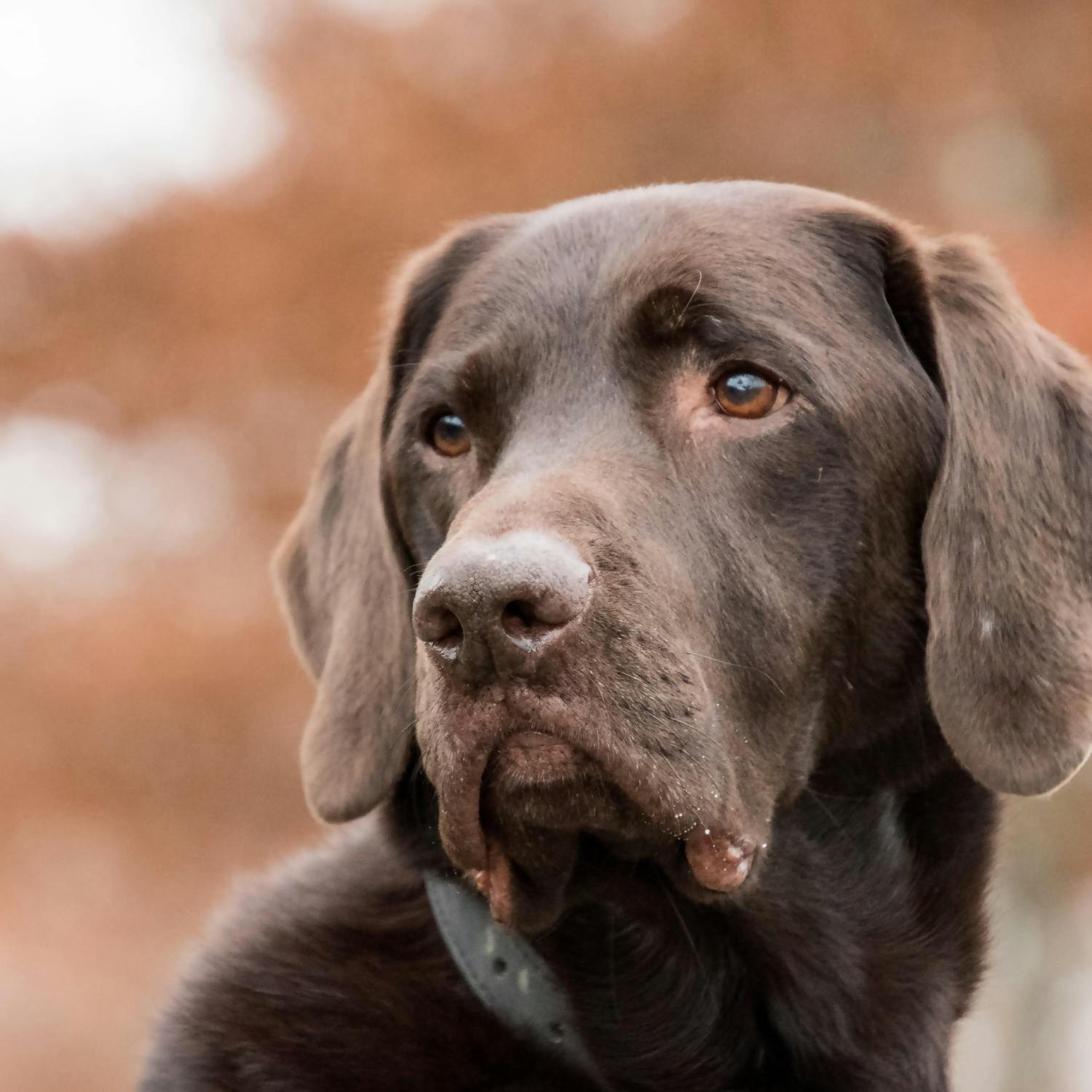 Calls for Irish Law Reform to recognise Pet Abuse as a form of Coercive Control