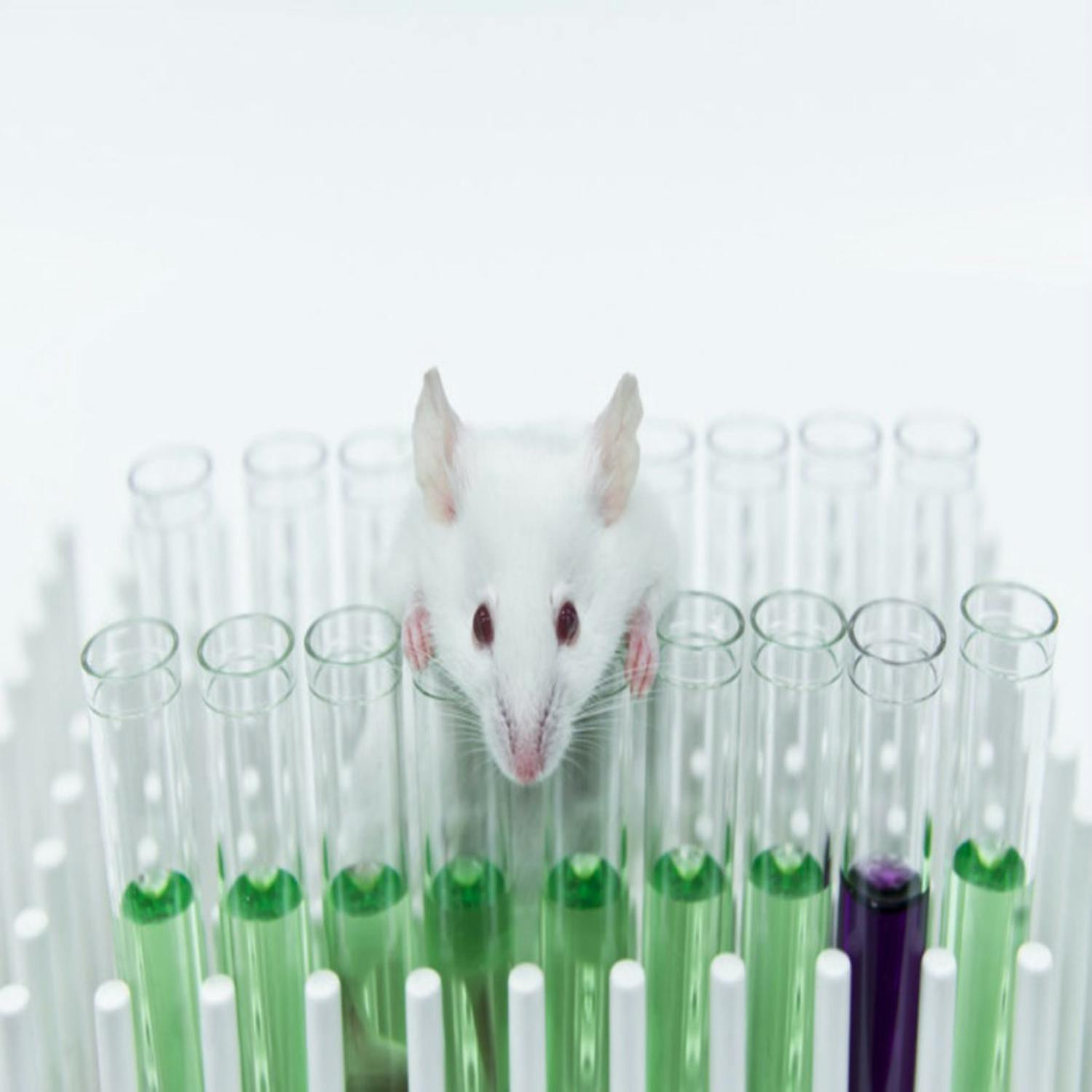 Human animal hybrid experiments in Japan