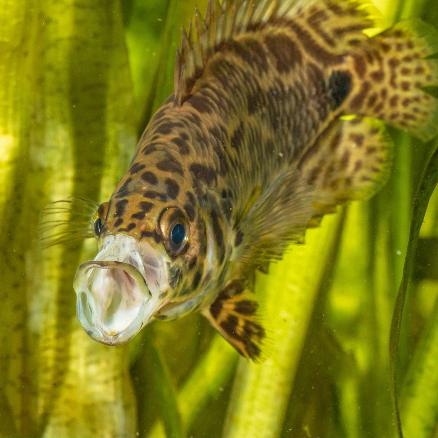 Green Scene: The contagious yawning in fish