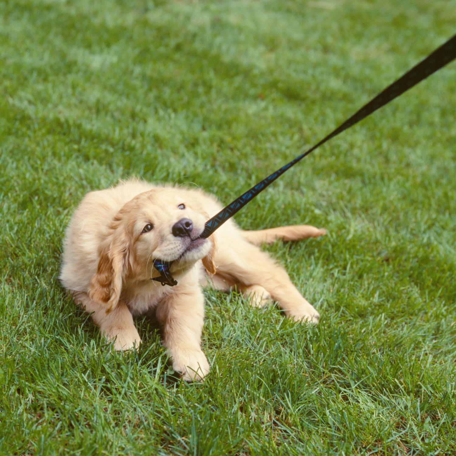 Ask the Expert: Dog Behaviour