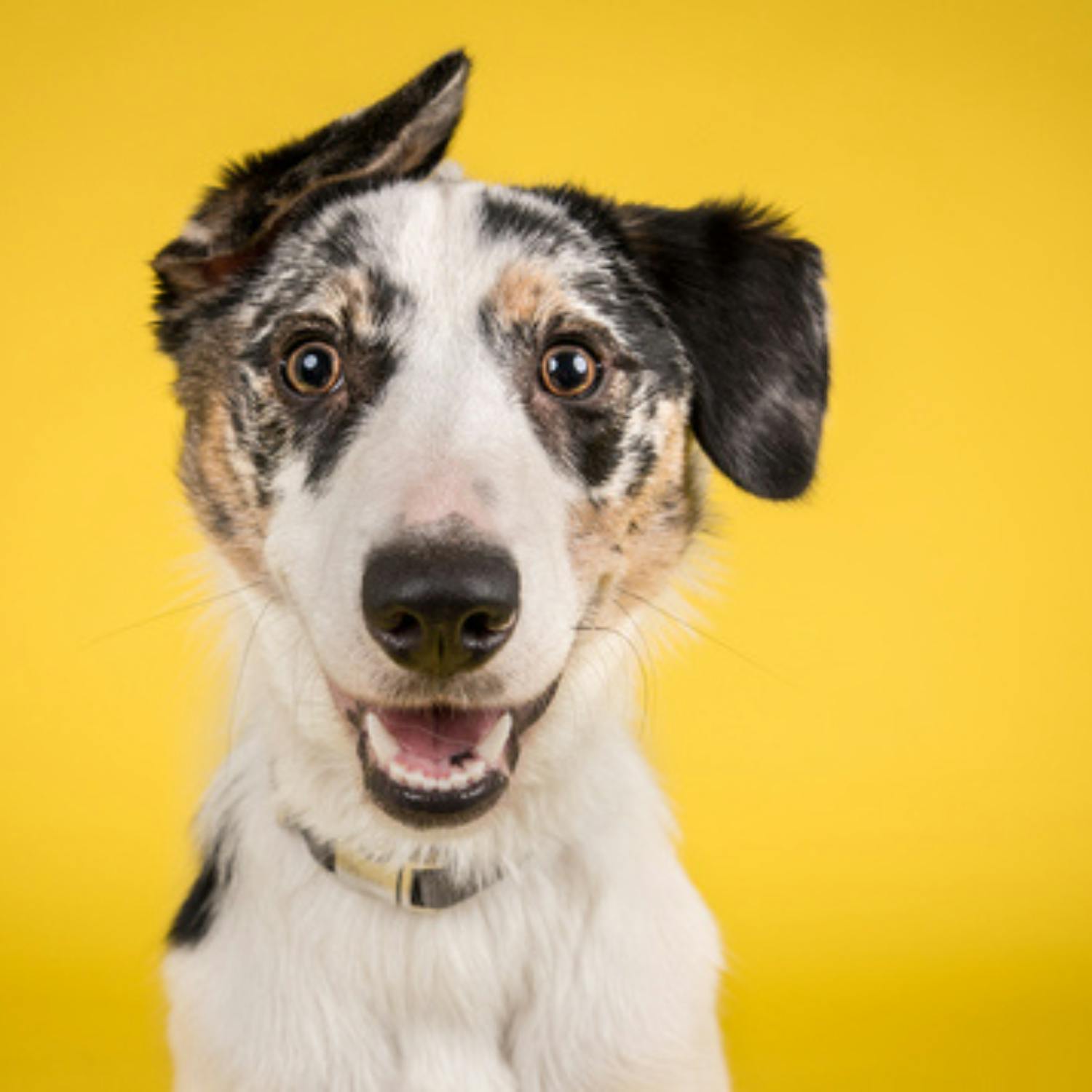 what our dog can teach us about our health
