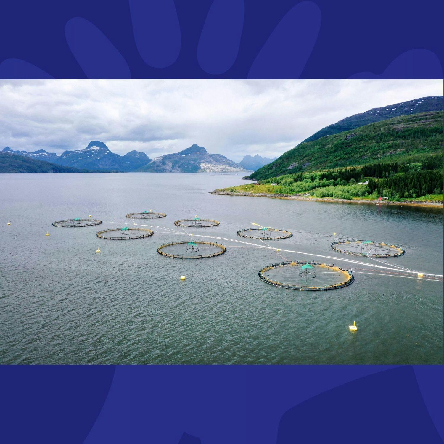 Environment: Chicken Feed Being Given To Salmon On Some European Farms Environment: Chicken Feed Being Given To Salmon On Some European Farms