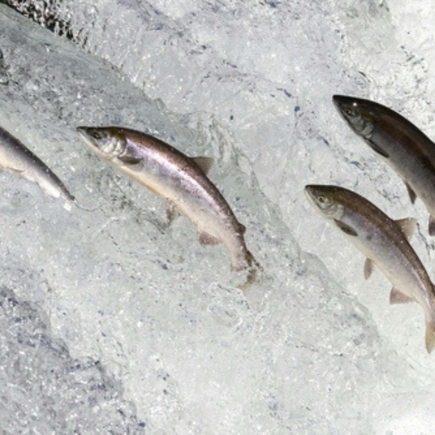Could we see the extinction of salmon in Ireland?