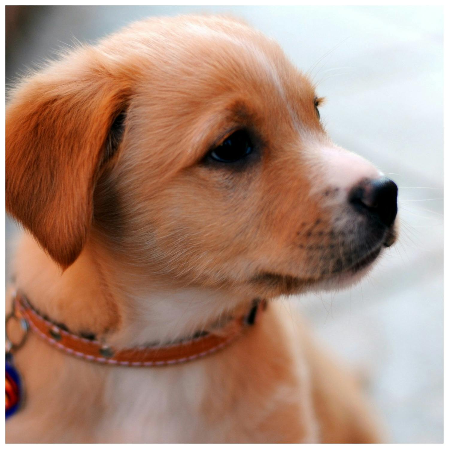 Does Your Dog Bark At Strangers Or Jump Up On Visitors? This Is A Must-Listen episode artwork