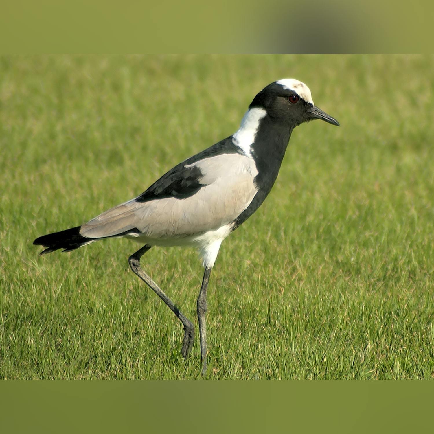Ireland’s national bird is in danger