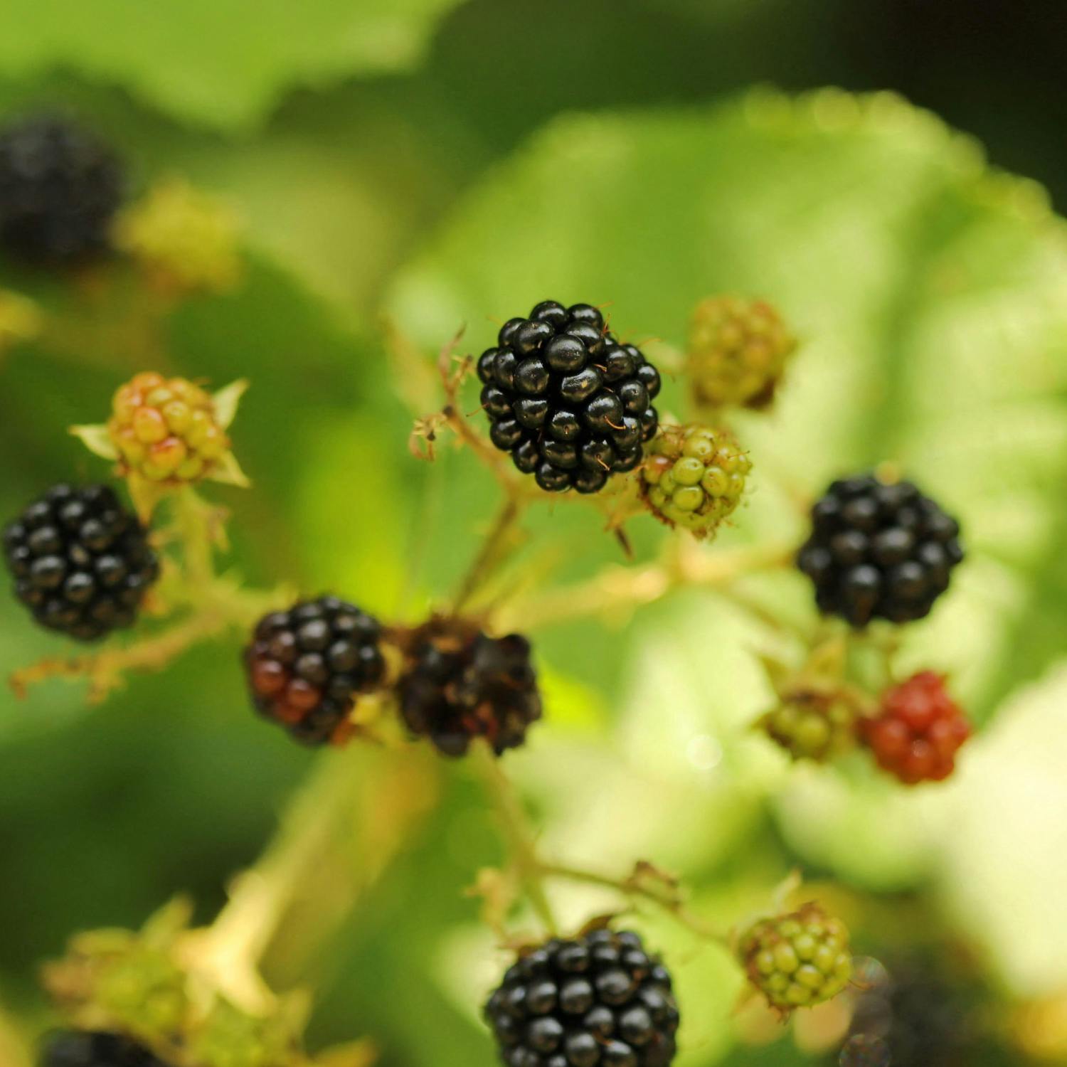 Blackberry picking season - why is it important?