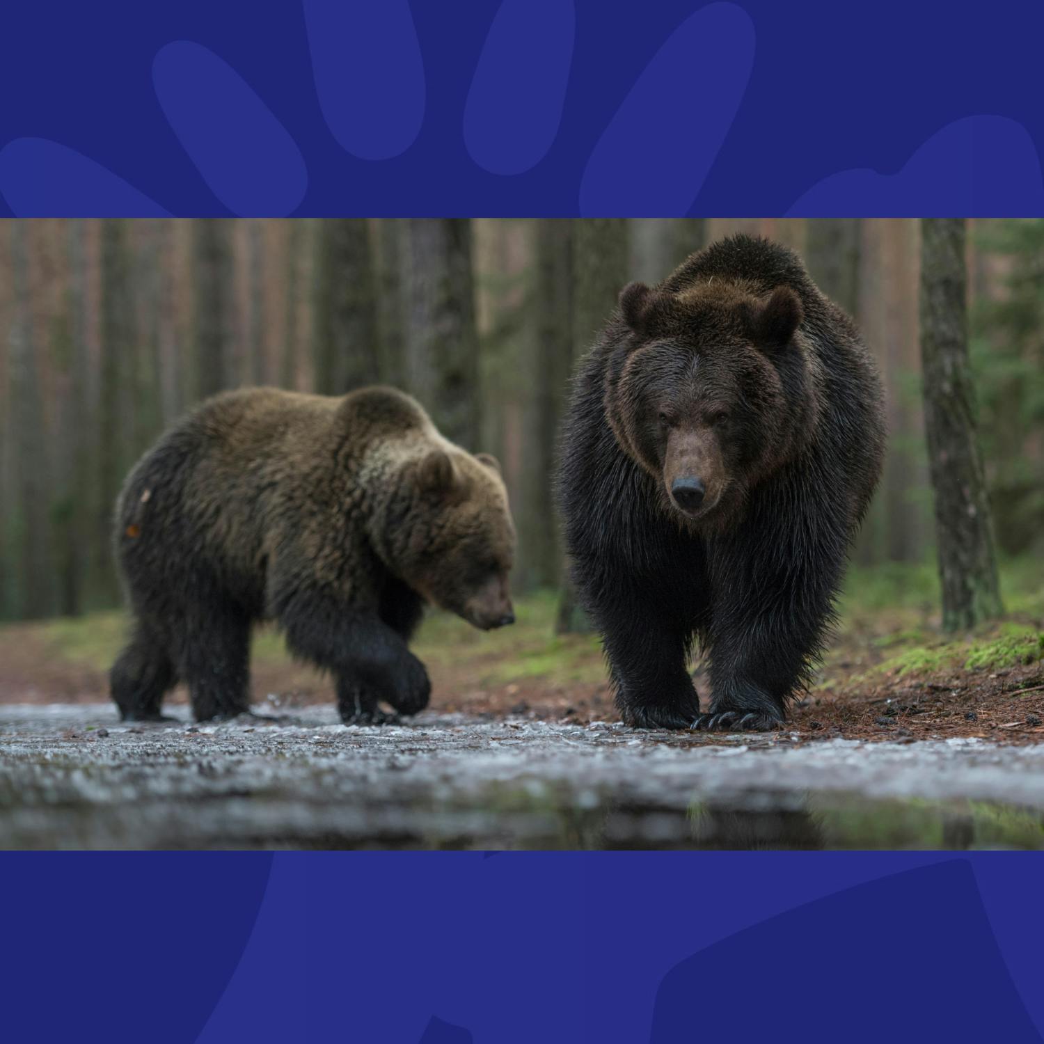 Number Of Bears, Wolves And Lynx On The Rise Across Europe