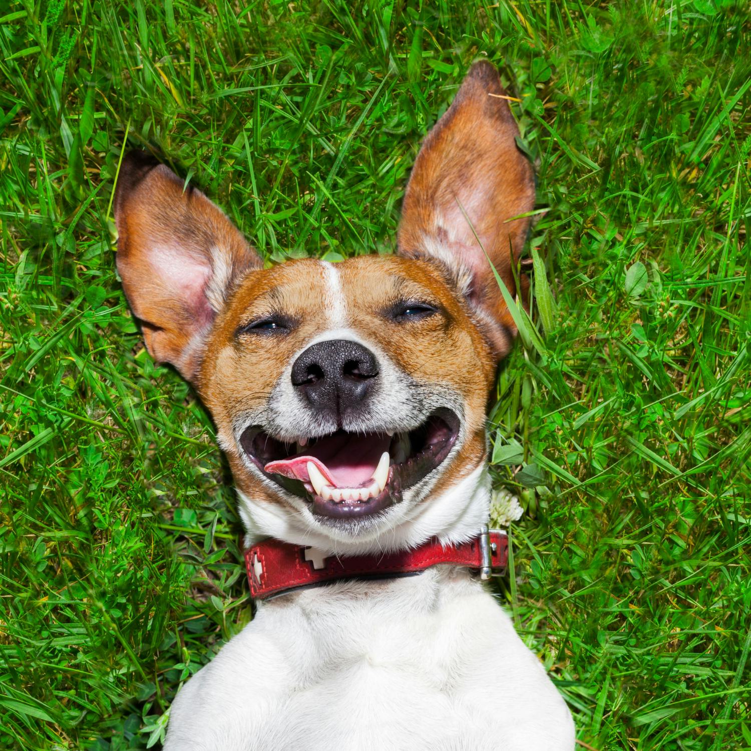 Why it’s so important to pick up your dog’s poo! episode artwork