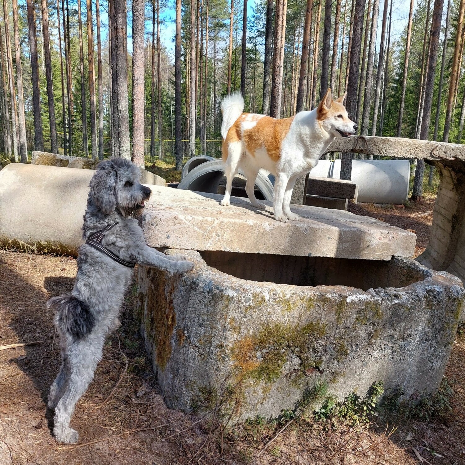 Radio Pookin Laavulla