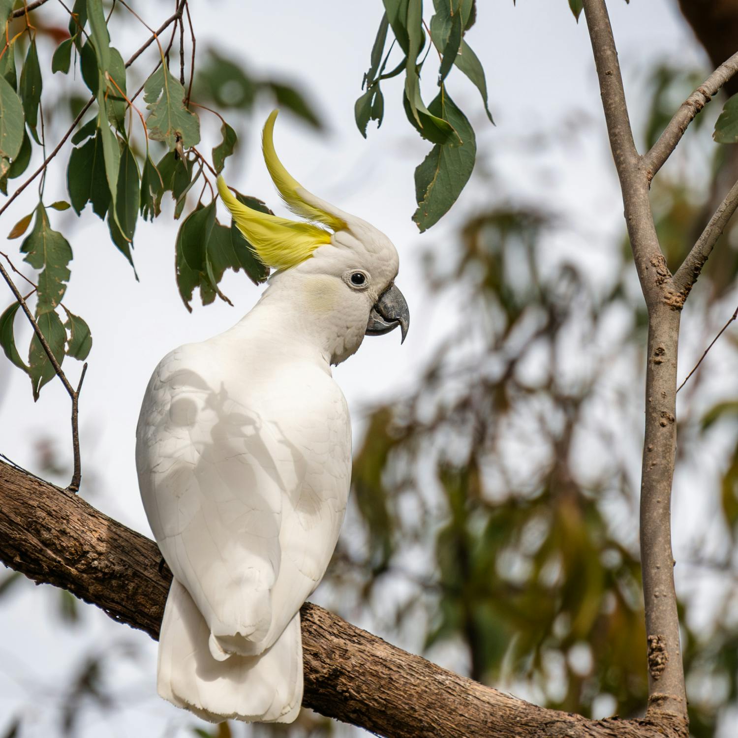 Study finds that cockatoos flavour their food! Image