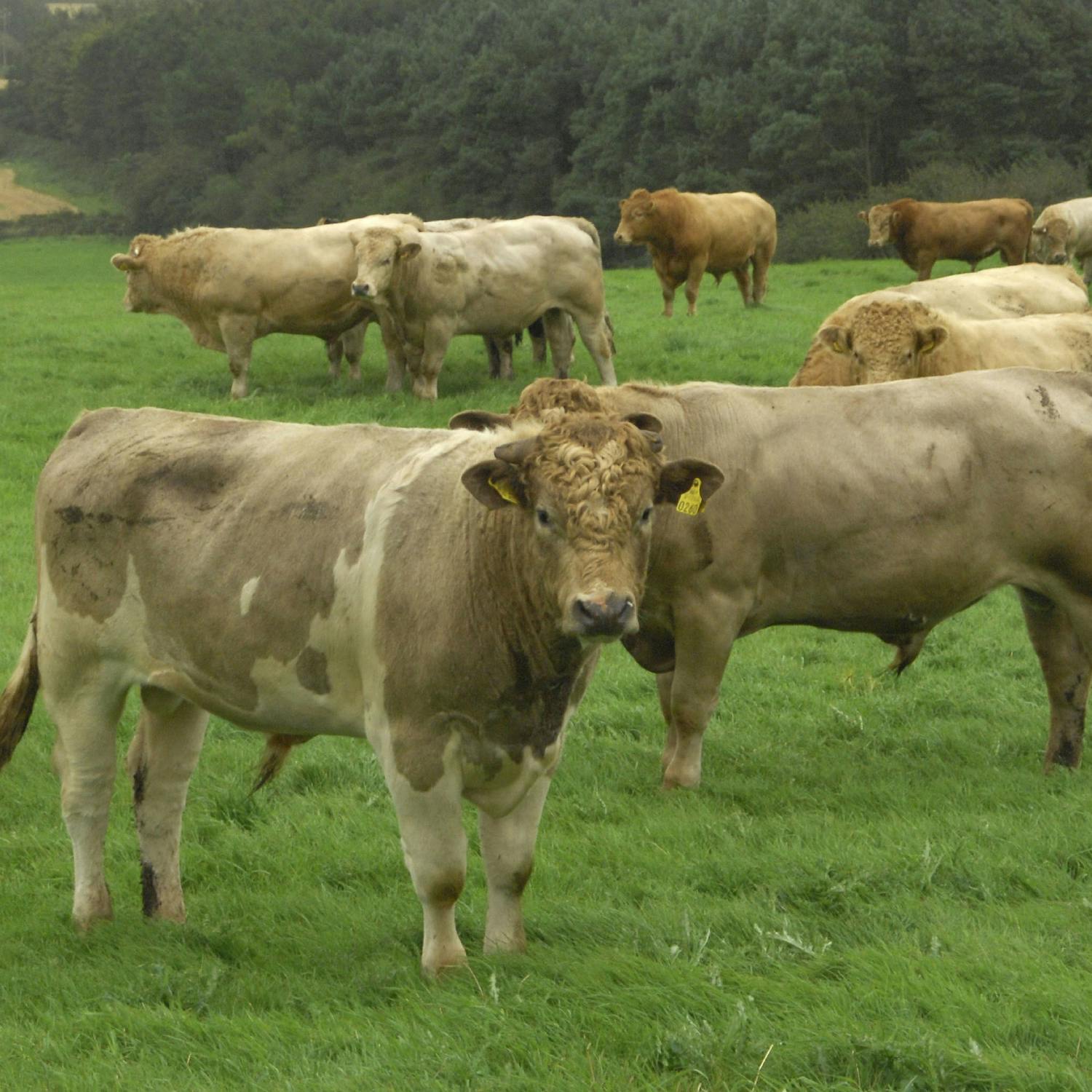 Is Ireland’s beef trade at risk?