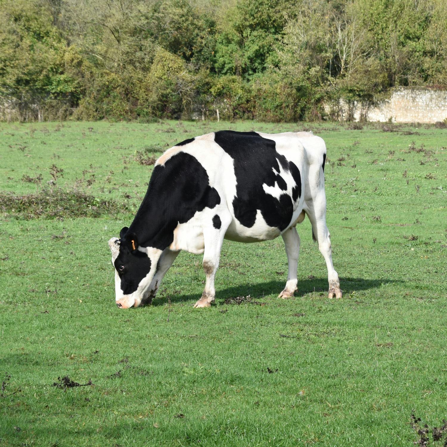 Cartels are using cows to smuggle cocaine? episode artwork