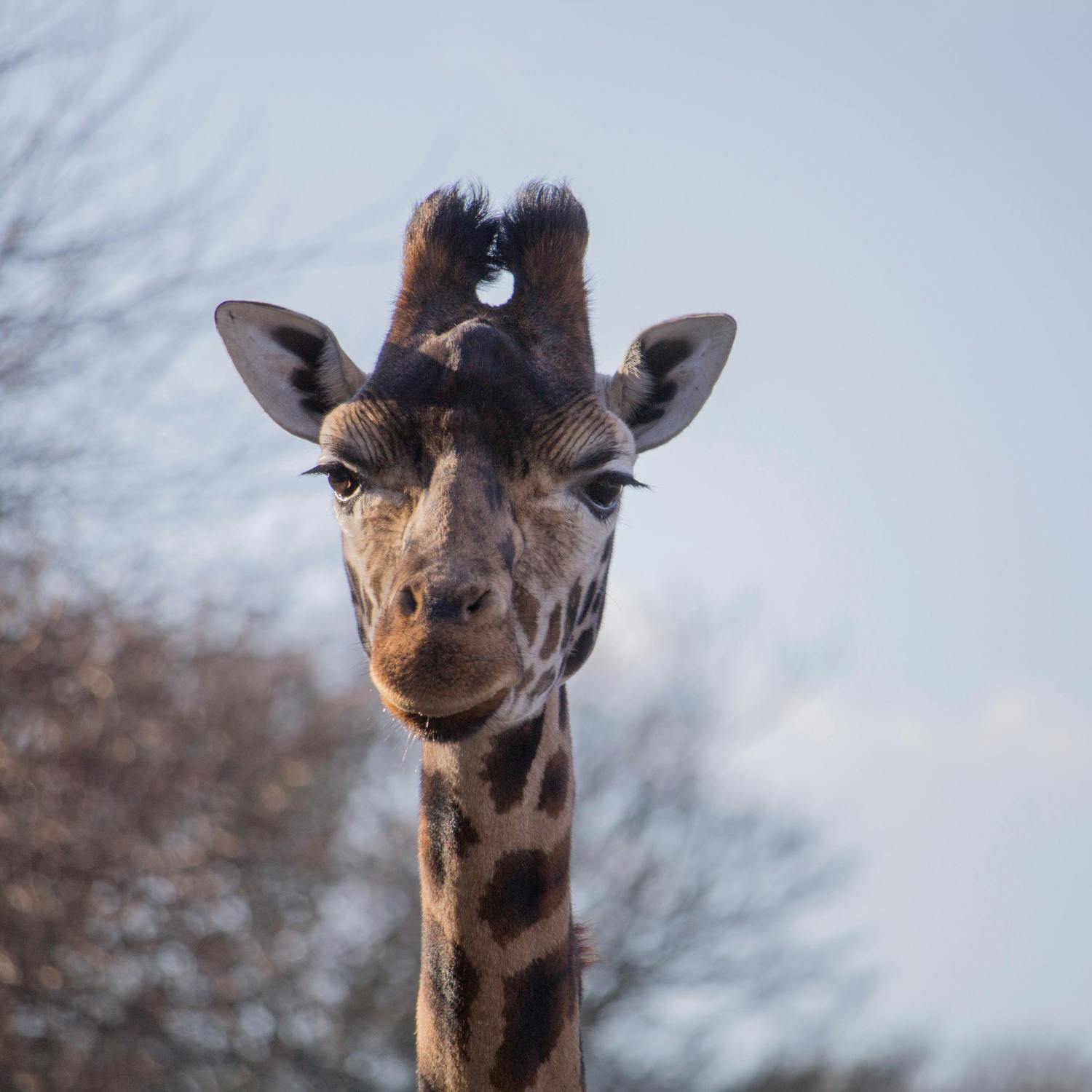 Dr Christoph Schwitzer Director of Dublin Zoo